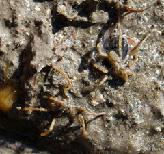 Ammothea hilgendorfi