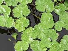 Hydrocotyle ranunculoides