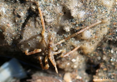 Ammothea hilgendorfi