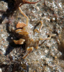 Ammothea hilgendorfi