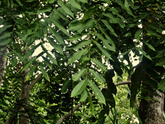 Dysoxylum gaudichaudianum