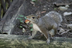Sciurus carolinensis
