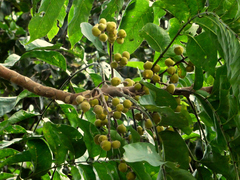 Dysoxylum gaudichaudianum