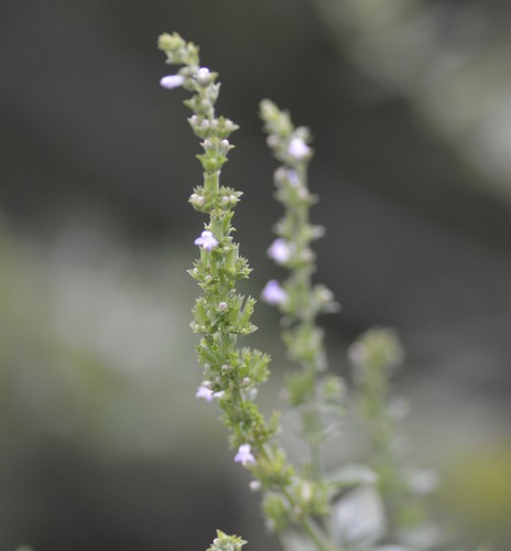 Cantinoa mutabilis (Cantinoa mutabilis)