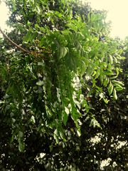 Dysoxylum gaudichaudianum