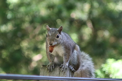 Sciurus carolinensis