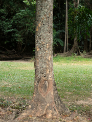 Dysoxylum gaudichaudianum