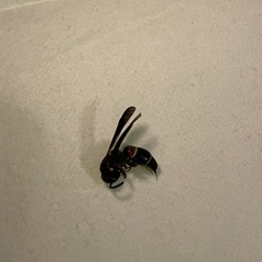 Parancistrocerus histrio