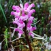 Langsdorff's Lousewort - Photo (c) Logan McLeod, some rights reserved (CC BY-NC-SA), uploaded by Logan McLeod