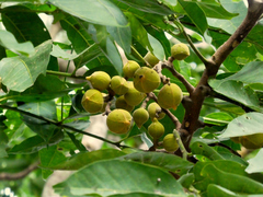 Dysoxylum gaudichaudianum