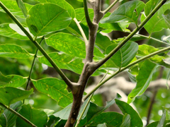 Dysoxylum gaudichaudianum