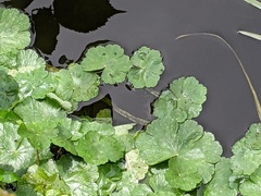 Hydrocotyle ranunculoides