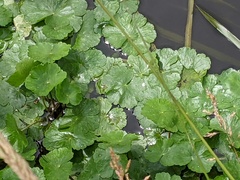 Hydrocotyle ranunculoides