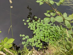 Hydrocotyle ranunculoides