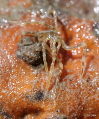 Ammothea hilgendorfi