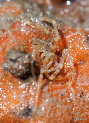 Ammothea hilgendorfi