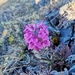 Woolly Lousewort - Photo (c) Logan McLeod, some rights reserved (CC BY-NC-SA), uploaded by Logan McLeod