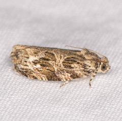 Phaecasiophora confixana