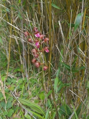 Oreorchis indica