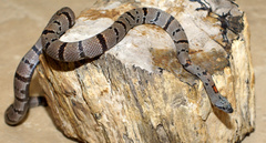 Lampropeltis alterna