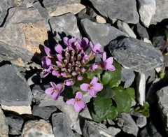 Noccaea rotundifolia