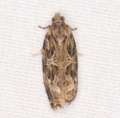 Phaecasiophora confixana