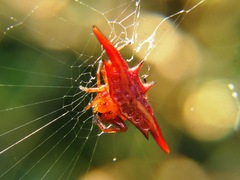 Gasteracantha versicolor