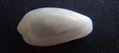 Mesoginella olivella