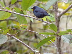 Euneornis campestris