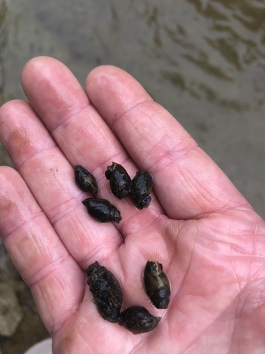 taxonomy_inaturalist image for Elimia