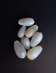 Mesoginella olivella