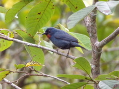 Euneornis campestris