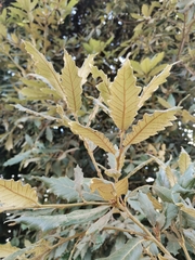 Quercus