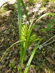 Carex lupuliformis
