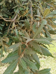 Quercus