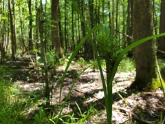 Carex lupuliformis