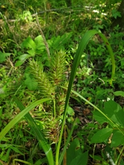 Carex lupuliformis