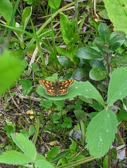 Carterocephalus skada
