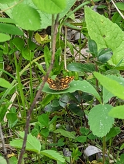 Carterocephalus skada