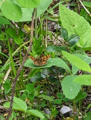 Carterocephalus skada