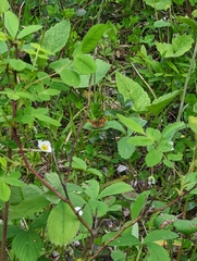 Carterocephalus skada
