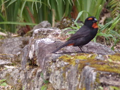 Melopyrrha violacea