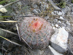 Ferocactus pilosus