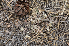 Astragalus castaneiformis