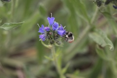 Bombus sylvicola