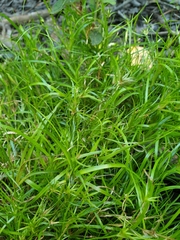 Juncus repens