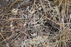 Astragalus castaneiformis