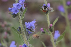 Bombus sylvicola