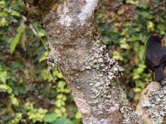 Melopyrrha violacea