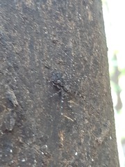 Neotama mexicana